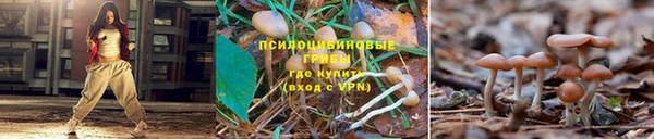 PSILOCYBIN Михайлов